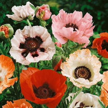 Picture of Papaver Orientale - New Hybrids